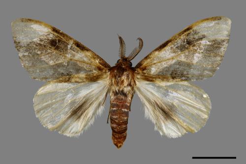 Pida decolorata maculosa[灰白毒蛾][00038946]