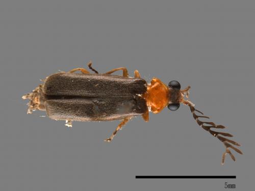 <已分類>Family：Cantharidae[菊虎科][00084409]