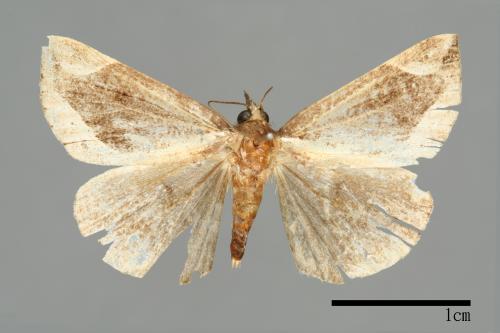 Hypena perspicua[00009935]