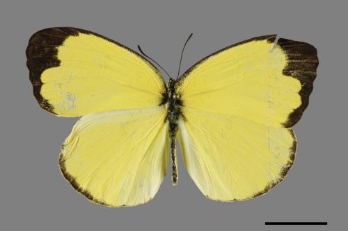 Eurema blanda arsakia[臺灣黃蝶][00101975]