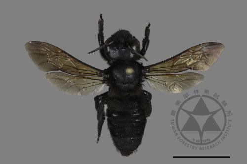 Megachile atrata[00197220]