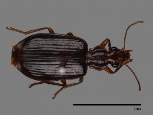 <已分類>Family：Carabidae[步行蟲科][00048585]