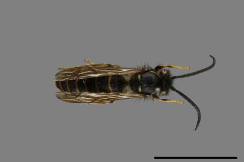 Vespula flaviceps[細黃胡蜂][00073038]
