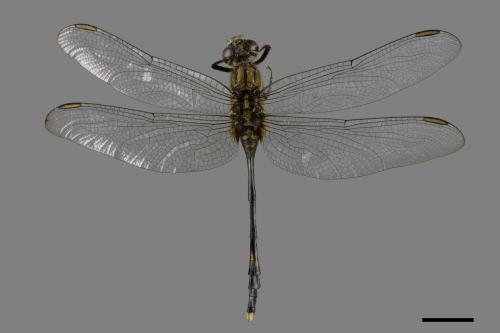 Orthetrum sabina sabina[杜松蜻蜓][00086800]