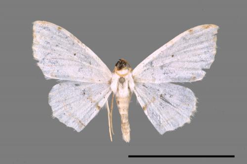 <已分類>Family：Geometridae[尺蠖蛾科][00039982]