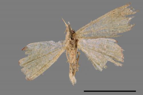 <已分類>Family：Geometridae[尺蠖蛾科][00089945]