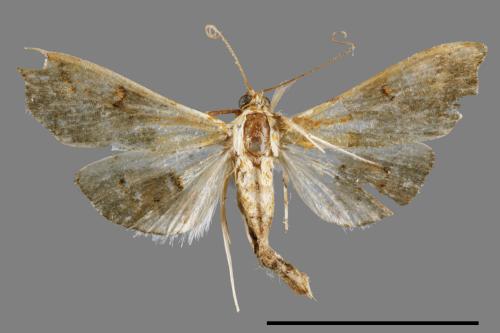 <已分類>Family：Crambidae[草螟科][00064065]