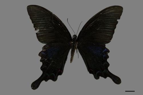 Papilio bianor thrasymedes[烏鴉鳳蝶][00101176]