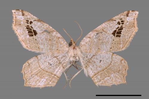 Oxymacaria normata arisana[大斑截翅尺蛾][00069770]