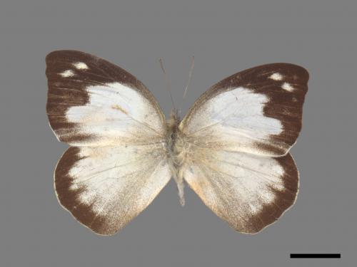 Appias indra aristoxemus[雲紋粉蝶][00013982]