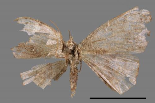 <已分類>Family：Geometridae[尺蠖蛾科][00089788]