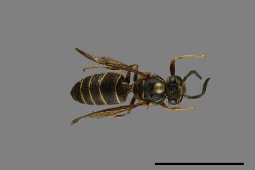 Vespula flaviceps[細黃胡蜂][00072947]