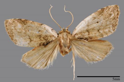 <已分類>Family：Noctuidae[夜蛾科][00008398]