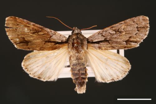 Actinotia intermediata[00000399]