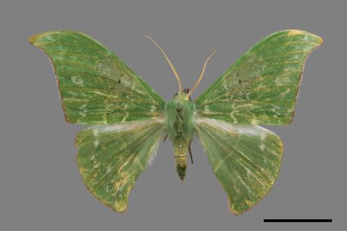 Tanaorhinus viridiluteatus[雙點鐮翅青尺蛾][00019853]