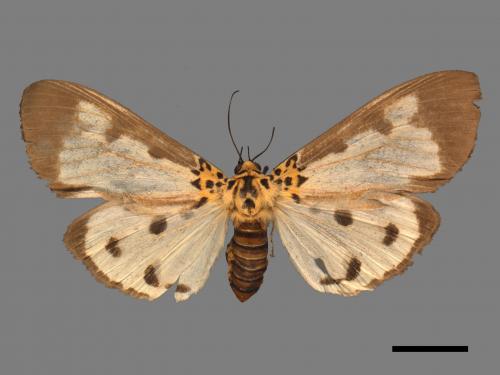 Asota plana lacteata[長斑擬燈蛾][00045019]
