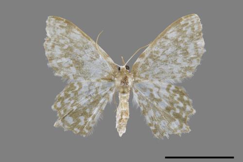 <已分類>Genus：Berta[00092440]