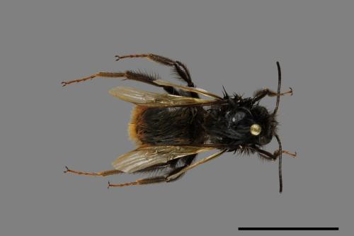 Bombus trifasciatus[威氏熊蜂][00074715]