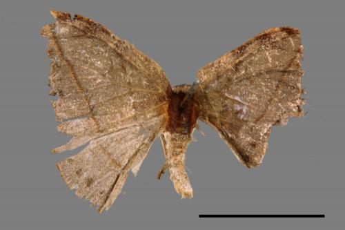 Albara reversaria opalescens[單帶鉤蛾][00089437]