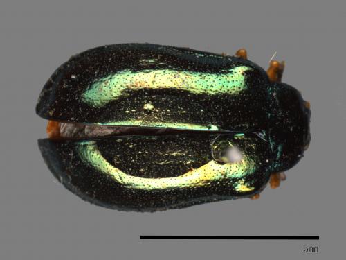 <已分類>Family：Chrysomelidae[金花蟲科][00081184]