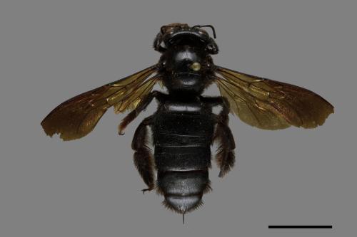 Xylocopa tranquebarorum[銅翼眥木蜂][00074785]