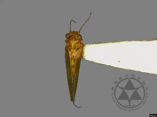 <已分類>Family：Psyllidae[木蝨科][00078165]