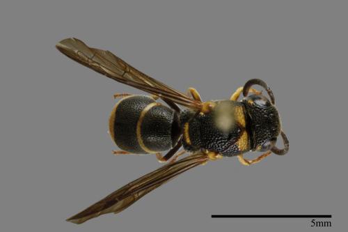 Parancistrocerus kuraruensis[鐘腰螨寄蜾臝][00100985]