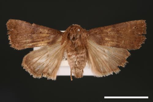 Athetis stellata[星夜蛾][00003319]