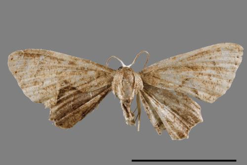 Phazaca alikangensis[里港圓翅雙尾蛾][00012596]