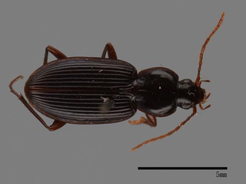 <已分類>Family：Carabidae[步行蟲科][00081982]