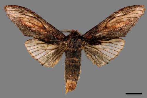 Acmeshachia gigantea[話筒舟蛾][00051808]