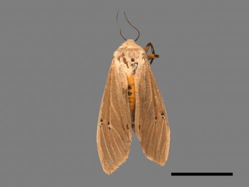 Creatonotos transiens vacillans[八點燈蛾][00021986]