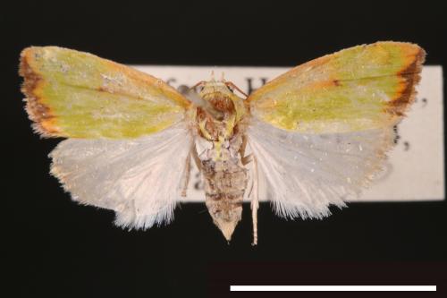 Earias cupreoviridis[00004951]
