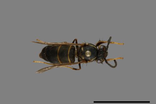 Vespula flaviceps[細黃胡蜂][00073239]