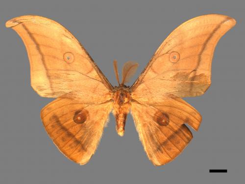 Antheraea yamamai superba[大透目天蠶蛾][00016133]