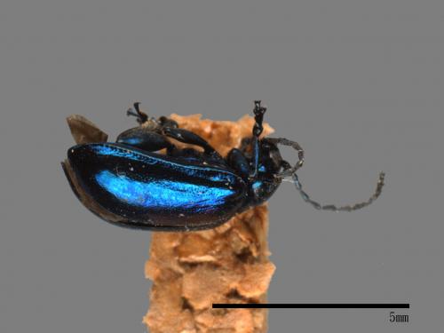 <已分類>Family：Chrysomelidae[金花蟲科][00081136]