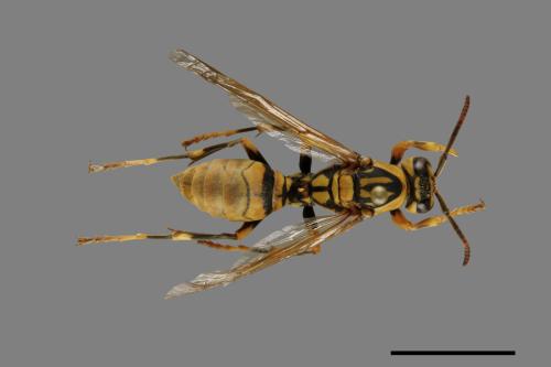 Polistes rothneyi[黃長腳蜂][00073606]