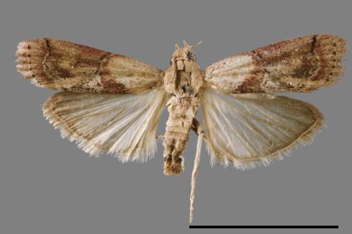 <已分類>Family：Pyralidae[螟蛾科][00064003]
