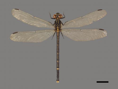 Leptogomphus sauteri formosanus[紹德春蜓(嘉義亞種)][00103335]