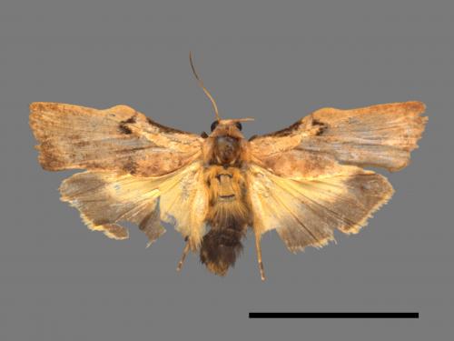 Teulisna tumida[膨圖苔蛾][00045766]