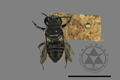 <已分類>Genus：Megachile[切葉蜂屬][00197224]