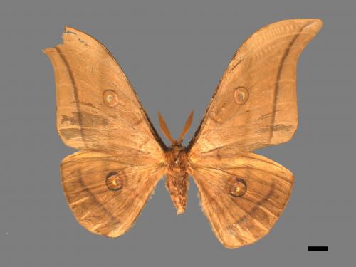 Antheraea yamamai superba[大透目天蠶蛾][00016134]