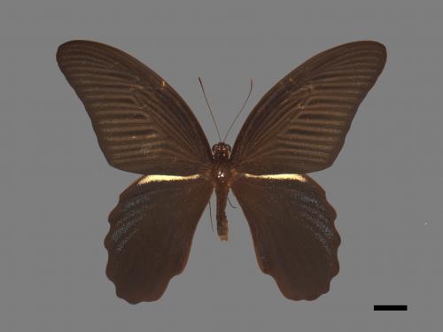 Papilio protenor protenor[黑鳳蝶][00014101]