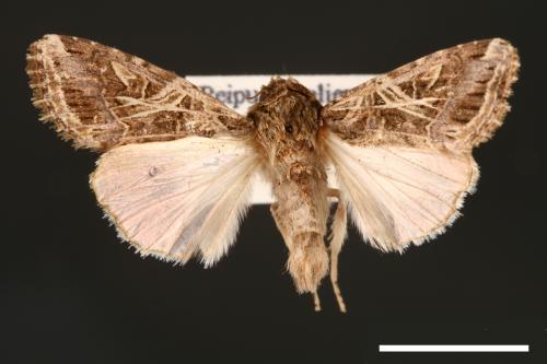 Spodoptera litura[斜紋夜蛾][00002793]