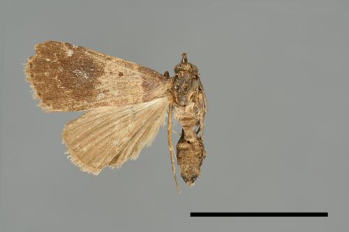 <已分類>Family：Noctuidae[夜蛾科][00010752]