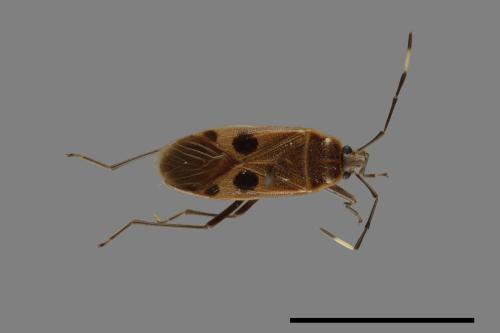 Physopelta parviceps[東亞斑紅椿][00050024]