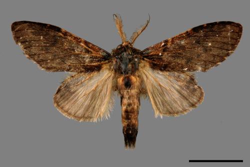 Syntypistis umbrosa[齒紋跨白舟蛾][00042802]