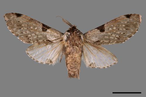 Harpyia microsticta baibarana[小點枝背舟蛾][00061600]