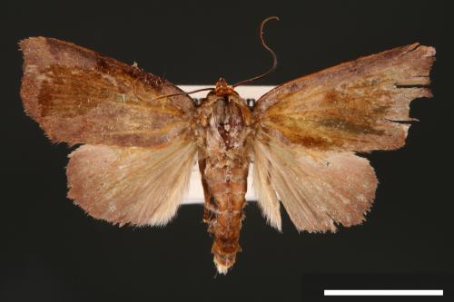 Carea trimacula[00004540]