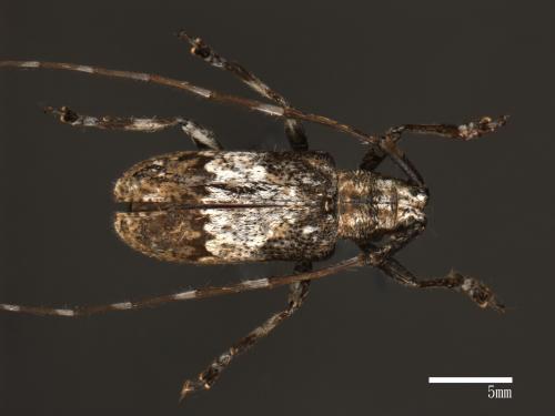 Mesoereis koshunensis koshunensis[恆春大星斑天牛][00082501]
